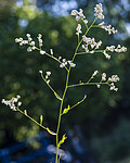 BB 13 0502 / Lepidium latifolium / Strandkarse
